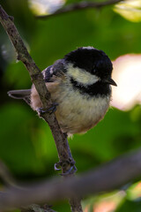 Coal Tit (Periparus ater) - Commonly found in coniferous woodlands and gardens