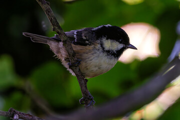 Coal Tit (Periparus ater) - Commonly found in coniferous woodlands and gardens