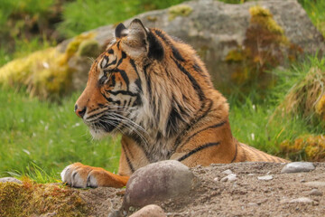 Obraz premium Tiger in Zoo
