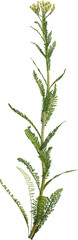 Side view of Yarrow plant with flower