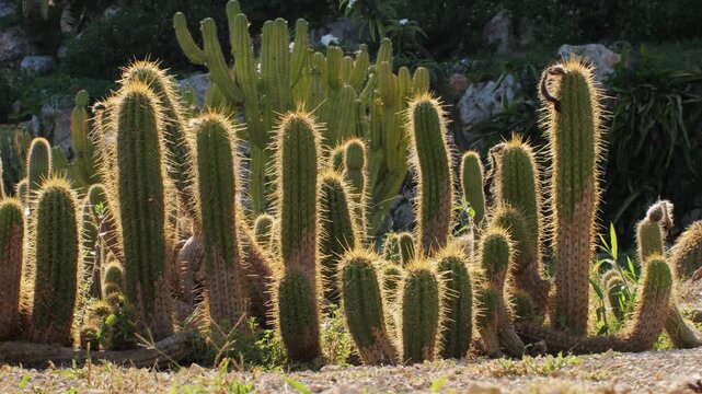 Close up green cactus with yellow spines within a desert environment, city park in Barcelona, Montjuic. African background. 