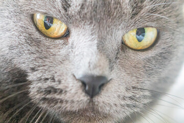 A Blue British Shorthair cat is resting. British Shorthair in the classic colour blue. British cat, stocky body, thick coat, broad face. British Blue, solid grey-blue coat, pineapple eyes
