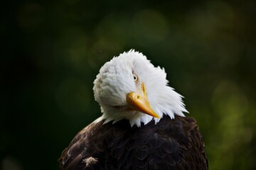 Weisskopfseeadler