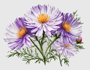 Botanical Style Aster Flower On A Transparent Background 

