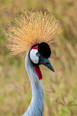 Fototapeta premium Gray Crowned Crane Close-up