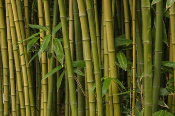 Obraz premium Green Bamboo Forest