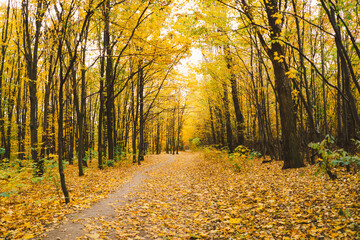 The branches of trees are adorned with bright orange leaves, showcasing the beauty of autumn. Sunlight filters through the foliage, illuminating the crisp fall colors