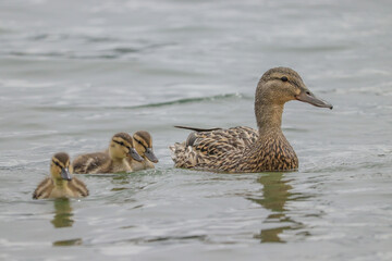 Duck and Ducklings