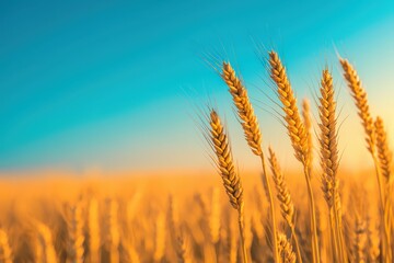 Crystal-clear natural scenery of abundant wheat fields in autumn, showcasing golden hues and a bountiful harvest.






