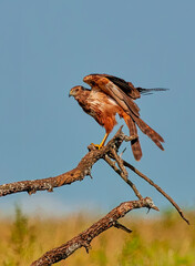Marsh Harrier Flexing His Wings