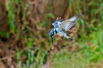 Pied Kingfisher Hunting for Food