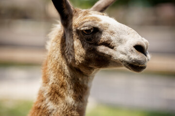 Llama portrait. Blurry background bokeh