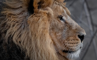 Naklejka premium Lion