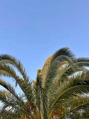 Palm tree with blue sky