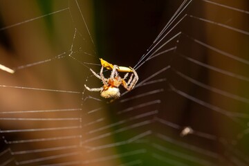 Tropical orb weaver, Eriophora ravilla, on the net