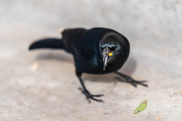 A black bird eating (Shiny cowbird)