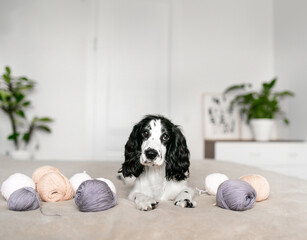Playful Spaniel Puppy Engages with Colorful Woolen Balls on Bed