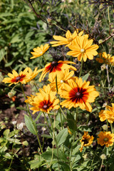 Rudbeckia (Black-eyed Susan)