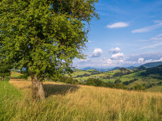 Sommerlandschaft im Mostviertel, Niederösterreich