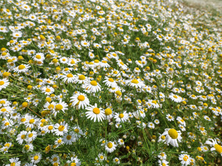 Margeriten auf einer Wiese