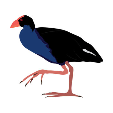 Pukeko bird purple swamphen New Zealand bird isolated on transparent background. Vector Illustration.  
