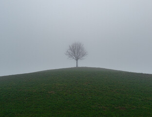 tree in the fog