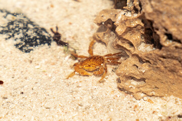 Cangrejo sumergido en el agua cristalina de la playa