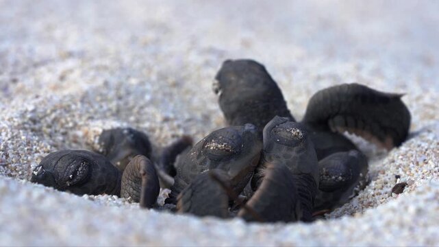 Close-up of green sea turtle hatchlings emerging from a nest on a beach
