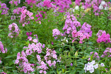 A bunch of pink flowers are in a field