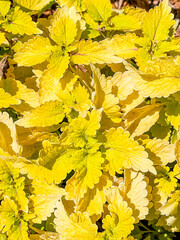 Happy, yellow coleus leaves full frame