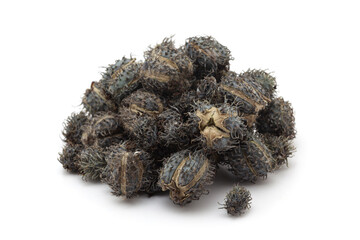Close-up of Dry Organic Castor fruits (Ricinus communis) and seeds, isolated on a white background. Front view