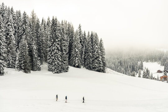 Grupo de personas esquiando cerca de un bosque nevado en las monta&ntilde;as