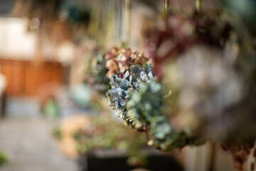 Getrocknete Blumen