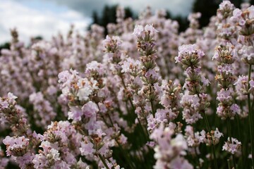 lavender field landscape