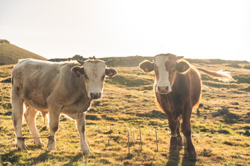 Dos vacas muy simpáticas en un prado viviendo tranquilamente