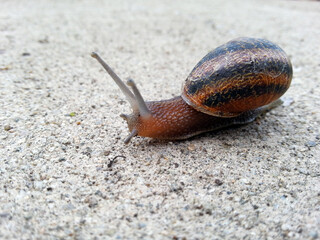 A beautiful striped snail on a concrete sidewalk.
