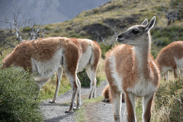 Torres del Paine, Patagonia, Chile