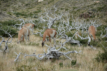 Torres del Paine, Patagonia, Chile