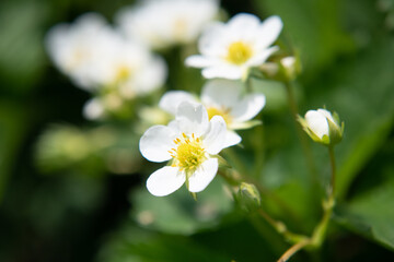 Wild strawberry flowers in spring. Close-up.