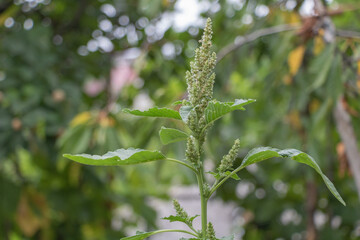 A close up of a blooming leafy green of Amaranthus retroflexus plant in the garden, with leaves and...
