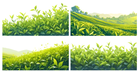 Cartoon tea plantation border set. Green farm fields landscape, agriculture hills with tea plant vector illustration © ssstocker