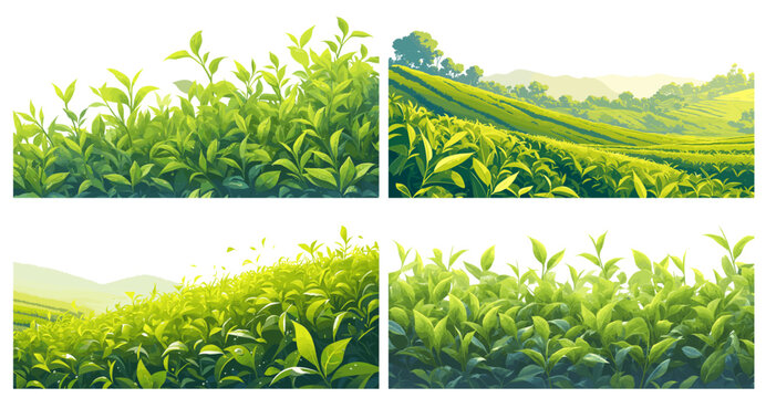 Cartoon tea plantation border set. Green farm fields landscape, agriculture hills with tea plant vector illustration