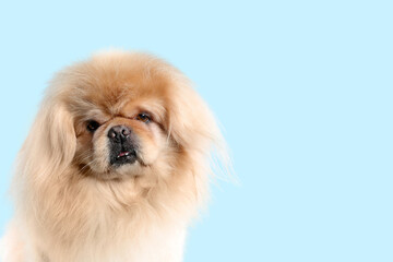 Cute dog on blue background