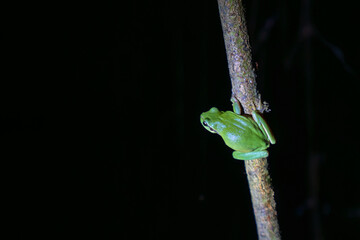 Mediterranean tree frog, Strepless tree frog, Hyla meridionalis, Catalonia, Spain