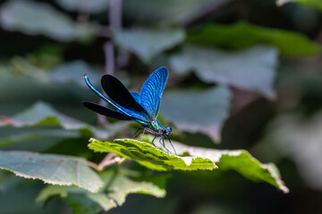Beautiful demoiselle, Calopteryx virgo, Catalonia, Spain