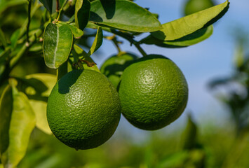 Green oranges still on the tree on the farm