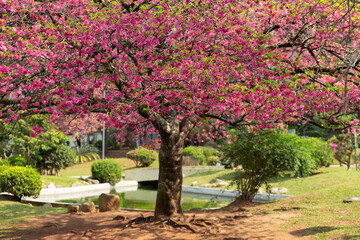 Cherry blossoms in Japan Square in Curitiba.