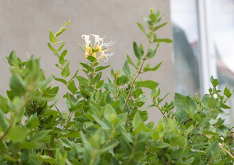 A photo of Honeysuckle plant in the foreground, taken from outside with a window behind it. The...
