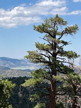 pine tree on the hill