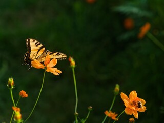 Swallowtail butterfly and bumblebee feeding on orange cosmos blossoms